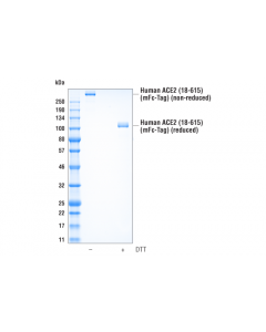 Cell Signaling Human Ace2 (18-615) Recombinant Protein (Mfc-Tag)