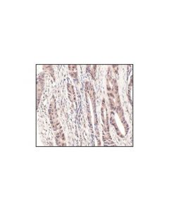Cell Signaling Nedd8 (19e3) Rabbit mAb