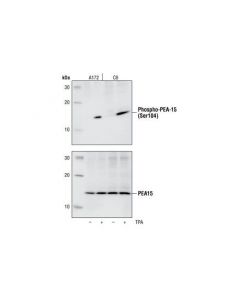Cell Signaling Phospho-Pea-15 (Ser104) Antibody
