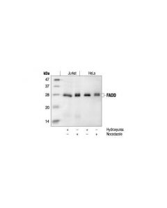 Cell Signaling Fadd Antibody (Human Specific)