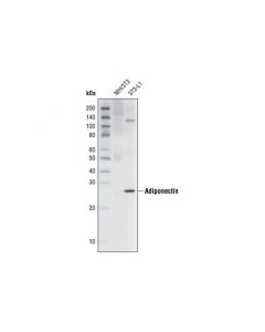 Cell Signaling Adiponectin (C45b10) Rabbit mAb