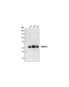 Cell Signaling Ampkalpha1 Antibody
