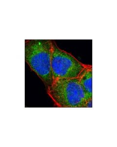 Cell Signaling Cripto Antibody (Mouse Specific)