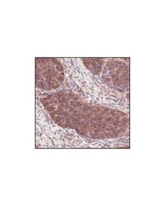 Cell Signaling 4e-Bp2 Antibody
