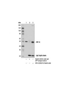Cell Signaling Irf-9 (D8g7h) Rabbit mAb