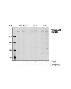 Cell Signaling Phospho-Atr (Ser428) Antibody