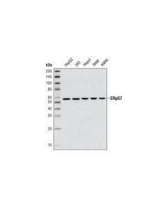 Cell Signaling Erp57 (G117) Antibody
