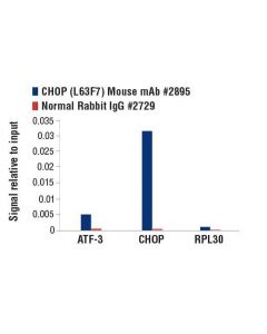 Cell Signaling Chop (L63f7) Mouse mAb