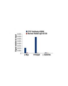 Cell Signaling Ctcf Antibody