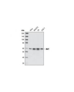 Cell Signaling Akt1 (C73h10) Rabbit mAb