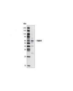 Cell Signaling Faah1 (L14b8) Mouse mAb