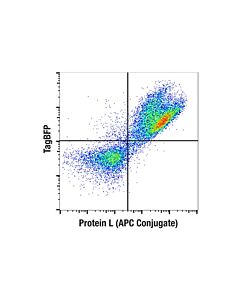 Cell Signaling Protein L (APC Conjugate)