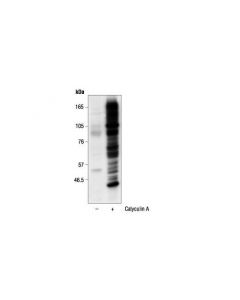 Cell Signaling Phospho-(Ser) Arg-X-Tyr/Phe-X-Pser Motif Antibody