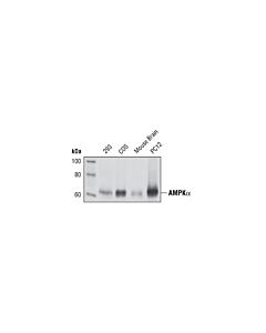 Cell Signaling AMPKalpha (23A3) Rabbit mAb (BSA and Azide Free)