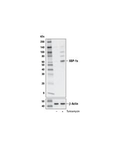 Cell Signaling XBP-1s (E7M5C) Mouse mAb (BSA and Azide Free)