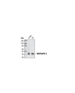 Cell Signaling Mapkapk-3 Antibody