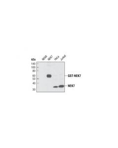 Cell Signaling Nek7 (C34c3) Rabbit mAb