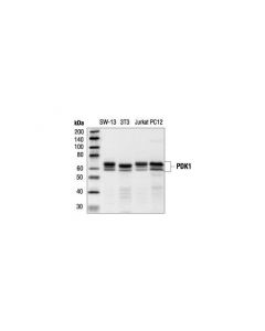 Cell Signaling Pdk1 Antibody