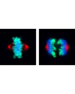 Cell Signaling Phospho-Aurora A (Thr288) (C39d8) Rabbit mAb