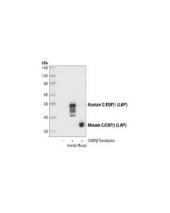 Cell Signaling C/Ebpbeta (Lap) Antibody