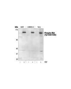 Cell Signaling Phospho-Met (Tyr1234/1235) Antibody