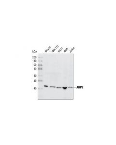 Cell Signaling Arp2 Antibody
