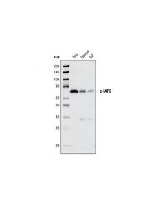 Cell Signaling C-Iap2 (58c7) Rabbit mAb