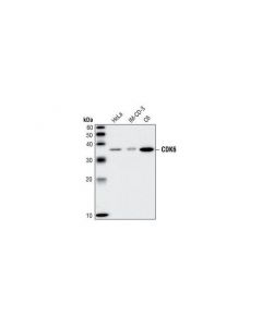 Cell Signaling Cdk6 (Dcs83) Mouse mAb