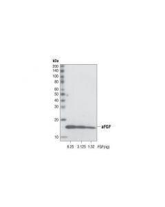Cell Signaling Acidic Fgf (11h11) Rabbit mAb