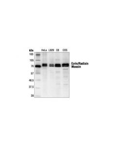 Cell Signaling Ezrin/Radixin/Moesin Antibody
