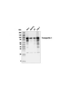 Cell Signaling Transportin-1 (E7x4z) Rabbit mAb