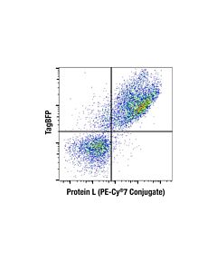 Cell Signaling Protein L (PE-Cy 7 Conjugate)