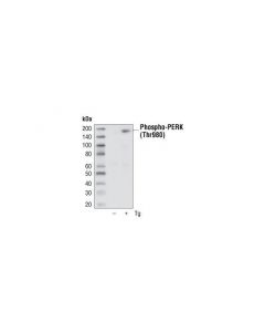 Cell Signaling Phospho-Perk (Thr980) (16f8) Rabbit mAb