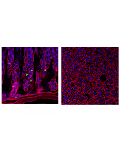 Cell Signaling Ghrelin (D4k1w) Rabbit mAb