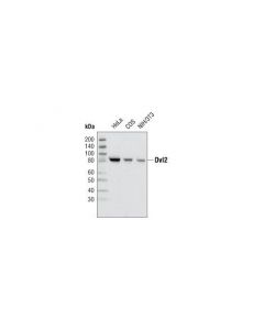 Cell Signaling Dvl2 (30d2) Rabbit mAb