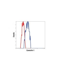 Cell Signaling Caveolin-1 Antibody