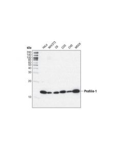 Cell Signaling Profilin-1 (C56b8) Rabbit mAb