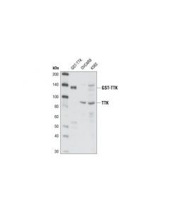 Cell Signaling Ttk Antibody