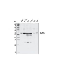 Cell Signaling Ero1-Lalpha Antibody