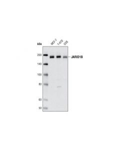 Cell Signaling Jarid1b Antibody