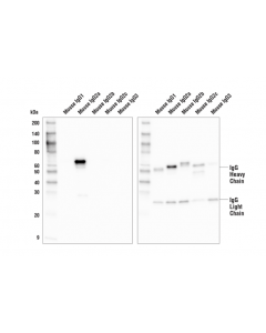 Cell Signaling Goat Anti-Mouse Igg2a, Fc Gamma Specific Antibody (Hrp Conjugate)