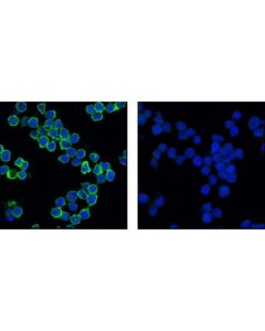 Cell Signaling Cd79a Antibody