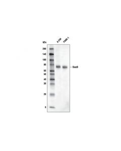 Cell Signaling Sox9 (D8g8h) Rabbit mAb (Biotinylated)