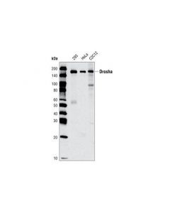 Cell Signaling Drosha (D28b1) Rabbit mAb