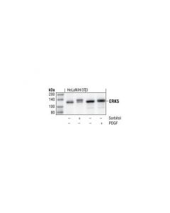 Cell Signaling Erk5 Antibody