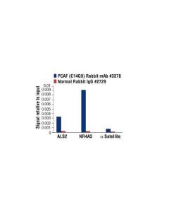 Cell Signaling Pcaf (C14g9) Rabbit mAb