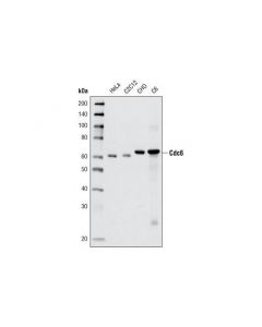 Cell Signaling Cdc6 (C42f7) Rabbit mAb