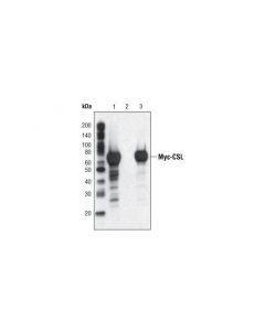Cell Signaling Myc-Tag (9b11) Mouse mAb (Sepharose Bead Conjugate)