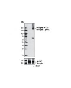 Cell Signaling Phospho-Csf-1r/M-Csf-R (Tyr923) Antibody