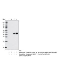 Cell Signaling Rabbit (Da1e) mAb Igg Xp Isotype Control (Sepharose Bead Conjugate)